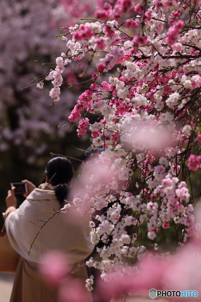 momo blossom その3