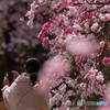 momo blossom その3