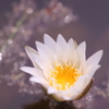 夏睡蓮