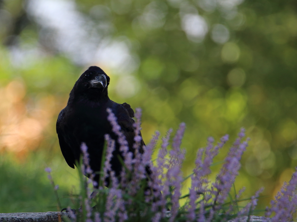 やっぱり玉ボケが好き！　～カラスも涼む酷暑～