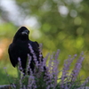 やっぱり玉ボケが好き！　～カラスも涼む酷暑～
