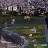 花のような人　～桜の精編～