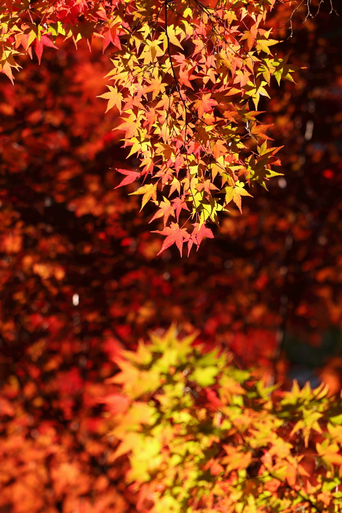 紅葉銀河