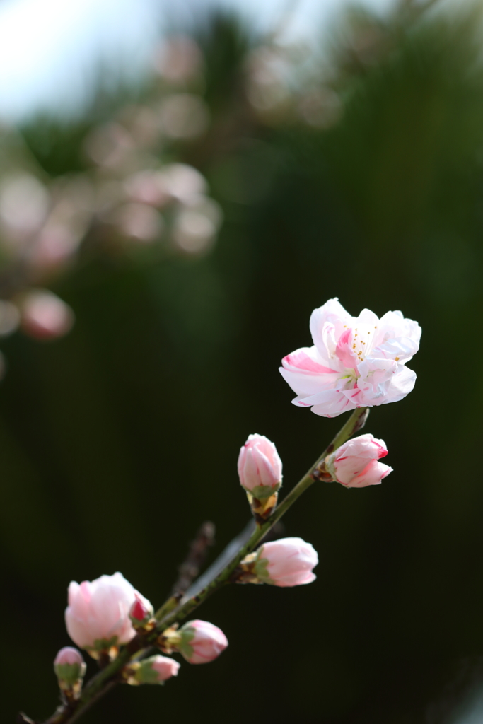 花桃の頃