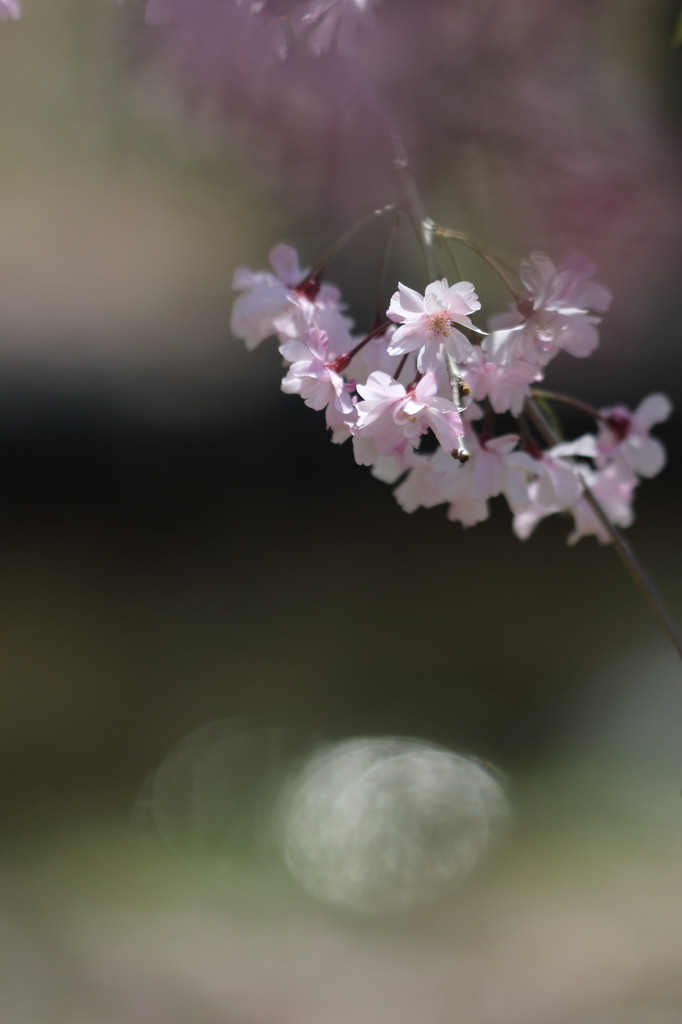 花と月はお友達　～桜はいつだって駆け足編～