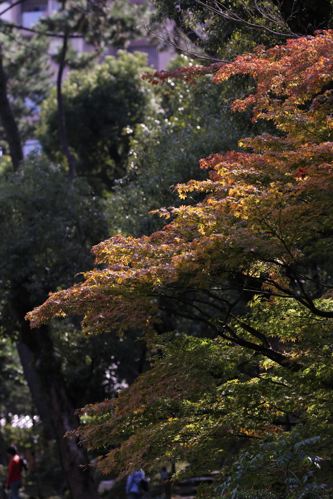 今そこにある紅葉2019