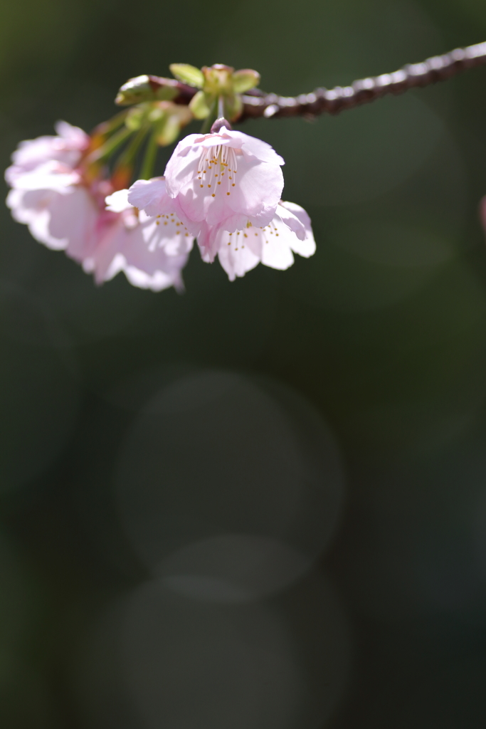 彼岸桜の主張