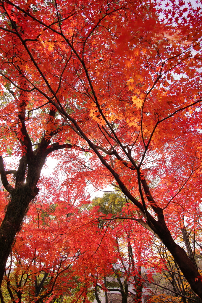 健康ウォーク＋紅葉撮り