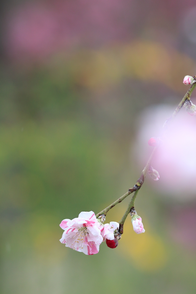 ファインダーの中の劇場～水彩画のように春が来る～