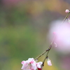ファインダーの中の劇場～水彩画のように春が来る～
