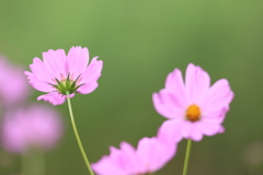 秋に舞う桜