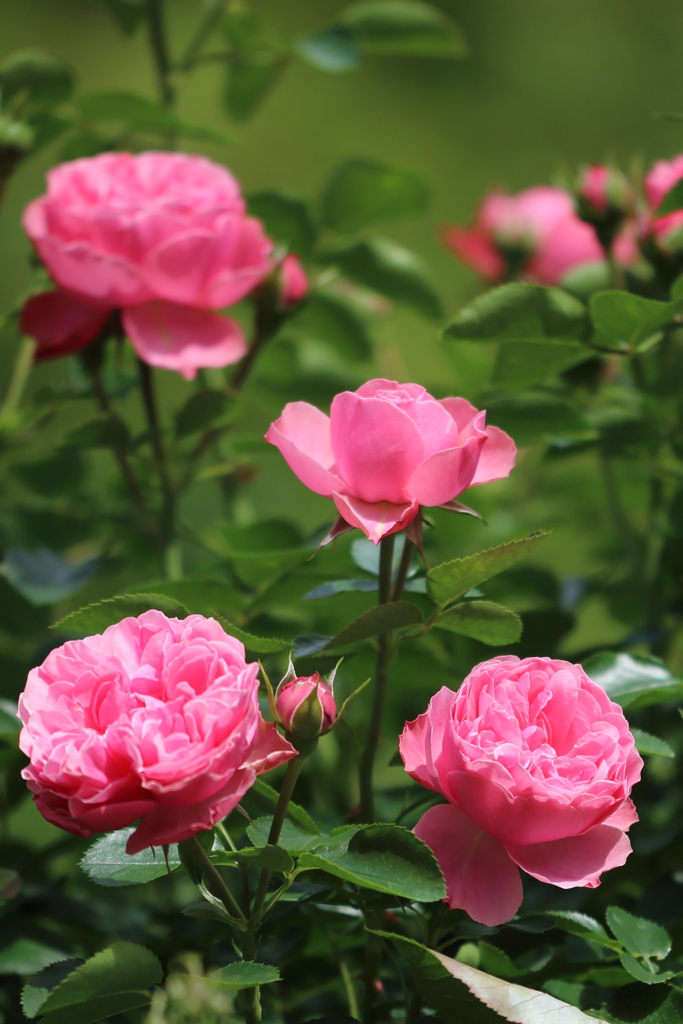 薔薇（ピンク）