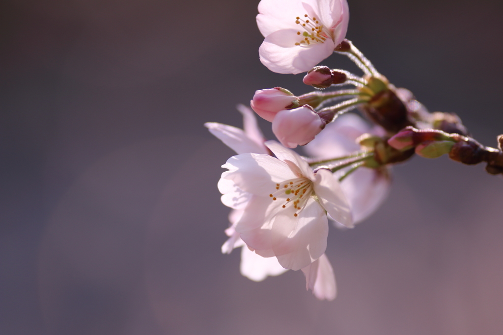 桜前線きたる