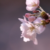 桜前線きたる