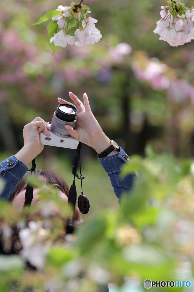 花のような人　～八重桜編～