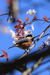 ヤマガラが行く