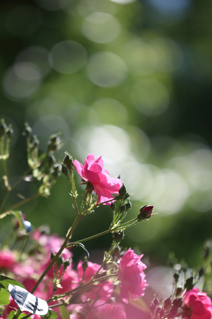 やっぱり玉ボケが好き！　～初夏の薔薇～