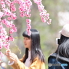 枝垂れ桜めでる人々