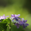 紫陽花（木漏れ日）その２