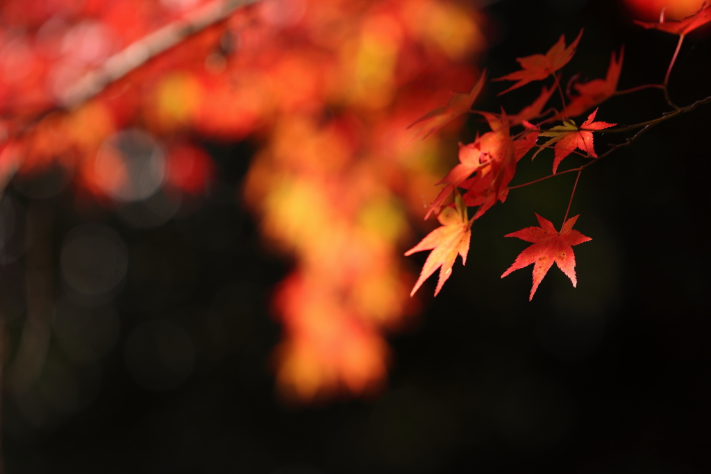 三瀧寺紅葉