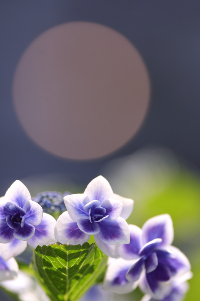 花と月はお友達　～白昼のスーパームーン編～