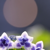 花と月はお友達　～白昼のスーパームーン編～