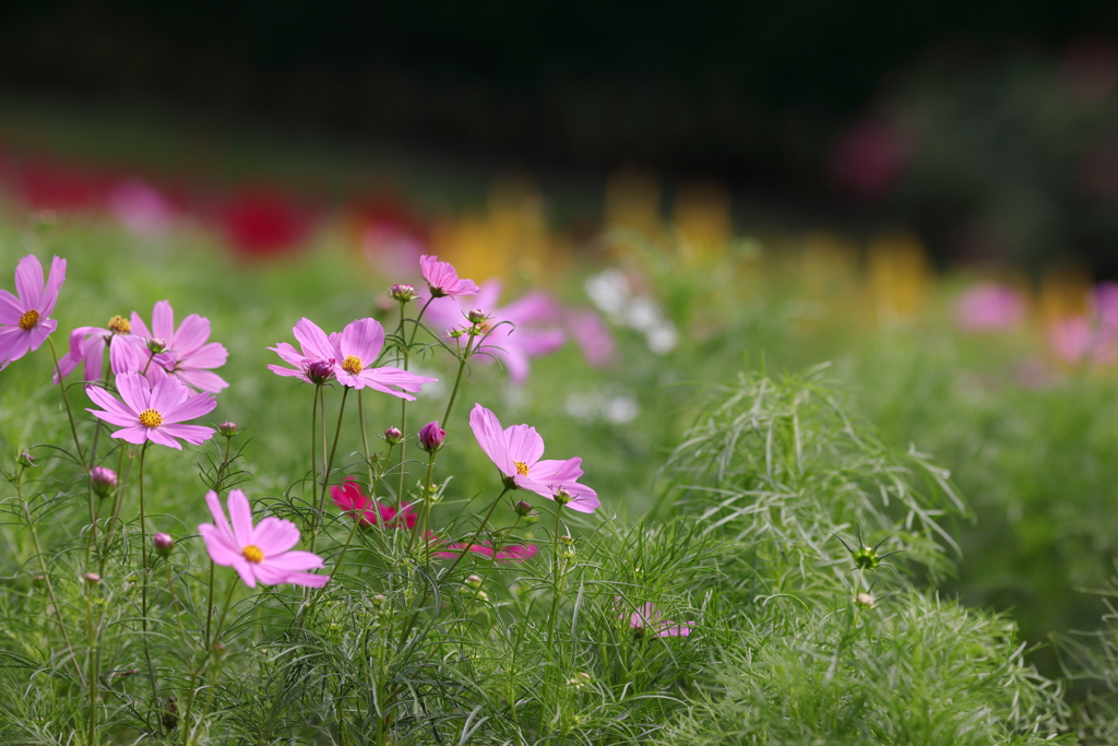 秋桜2019