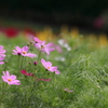 秋桜2019