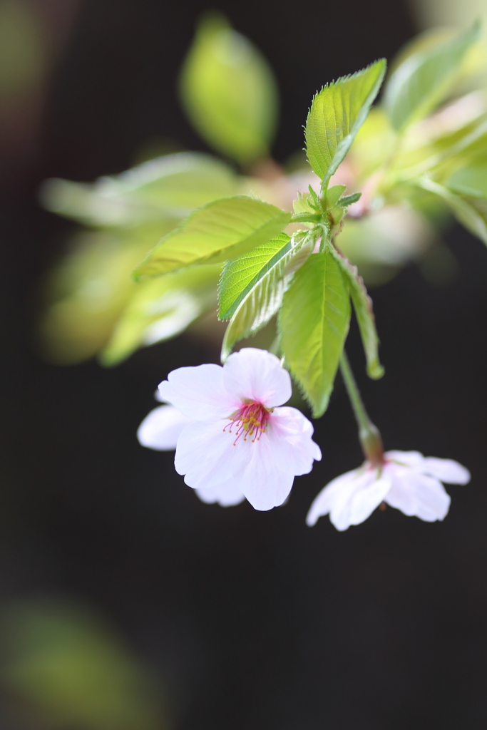 桜花酔夢譚その２