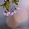 花と月はお友達　その２
