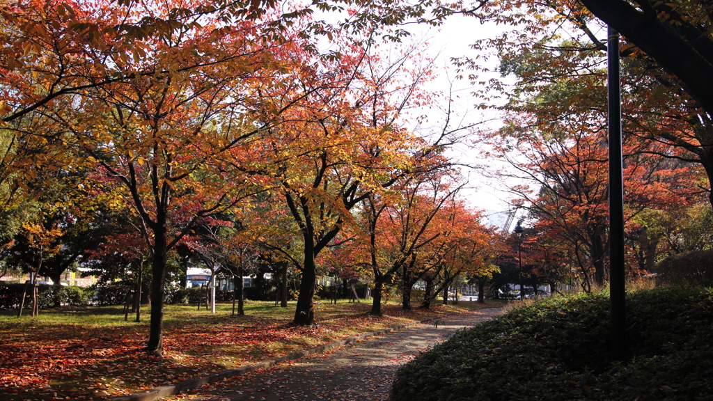 ファインダーの中の劇場　～都市の紅葉～