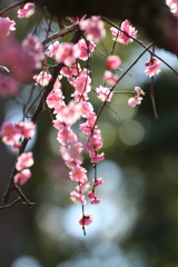 梅よ花よ今この時を生きよ