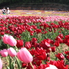 チューリップ畑