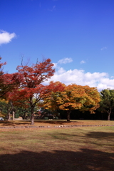青空と紅葉