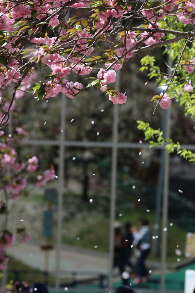桜吹雪を狙う
