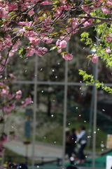 桜吹雪を狙う