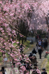 桜祭り＼(^o^)／