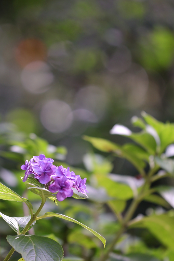 やっぱり玉ボケが好き！　～夏の忘れ物～