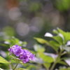 やっぱり玉ボケが好き！　～夏の忘れ物～