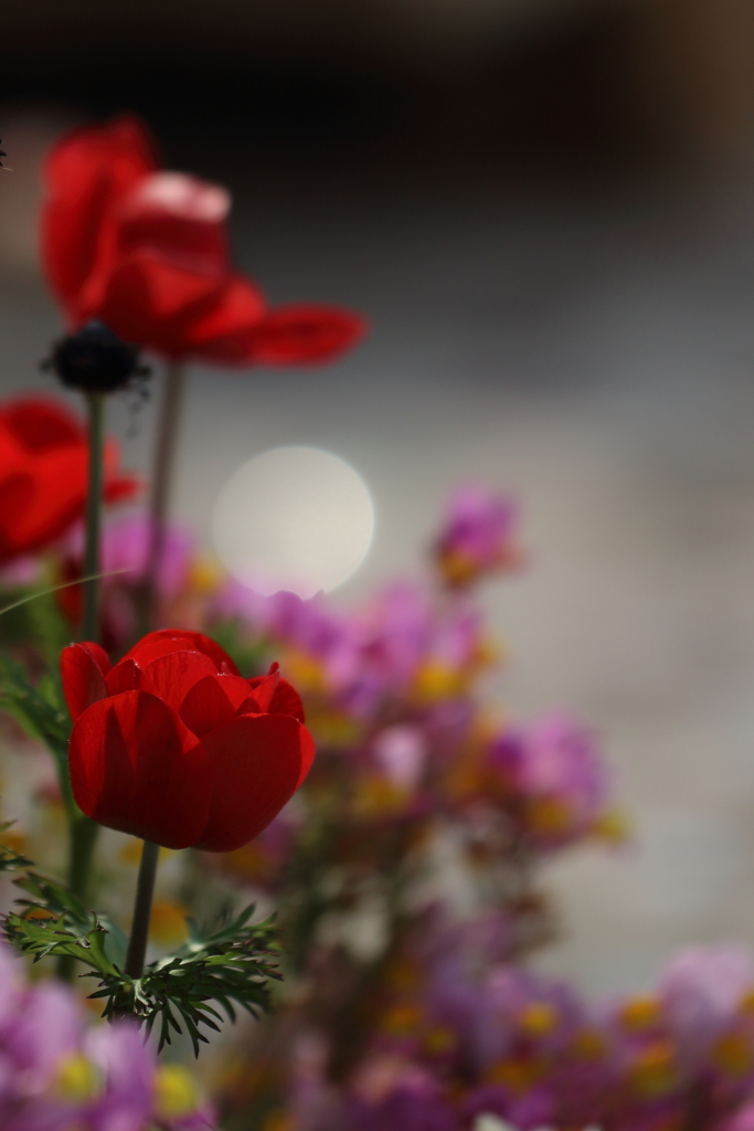 花と月はお友だち　～チューリップ編～