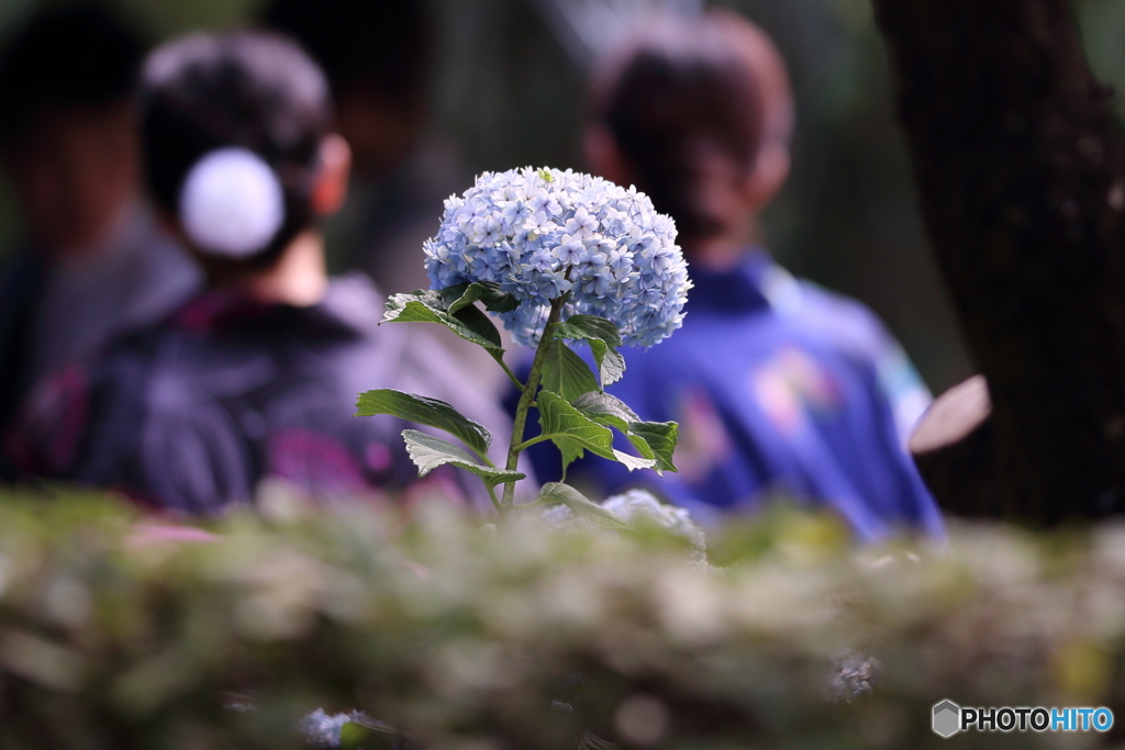 花のような人々　～紫陽花短く夏は長く編～