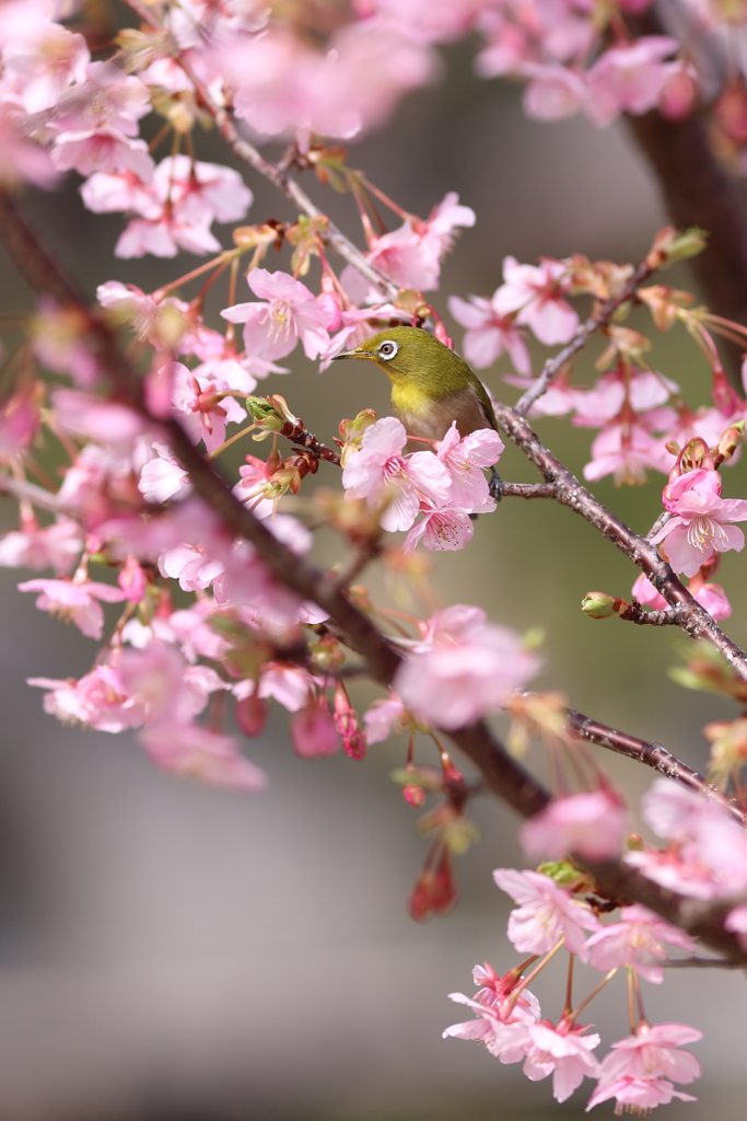 河津桜に大喜び