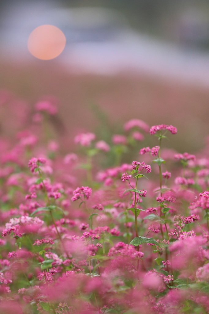 花と月はお友達　～赤蕎麦畑のフルームーン～