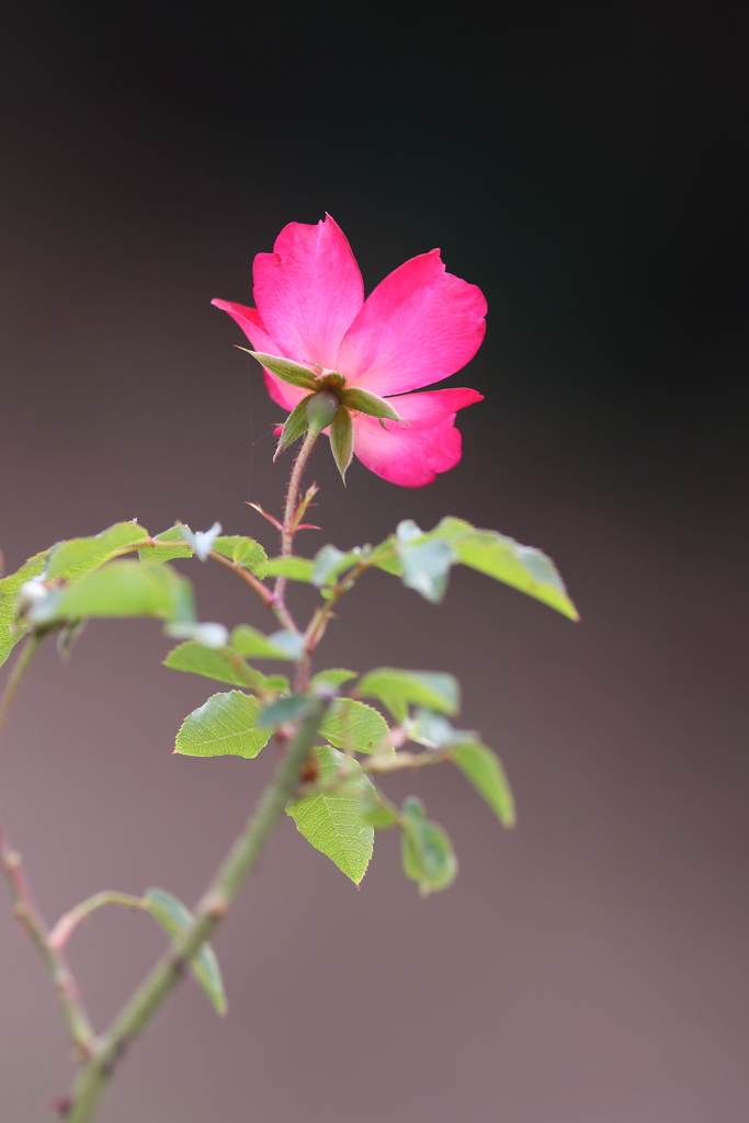 秋薔薇一輪　