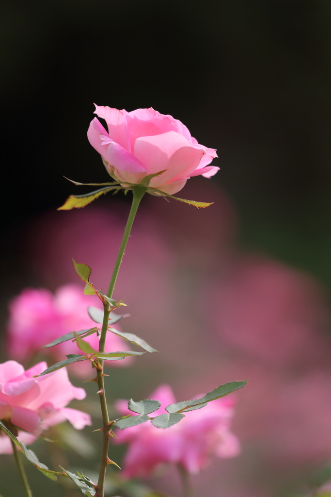 秋薔薇スターマイン