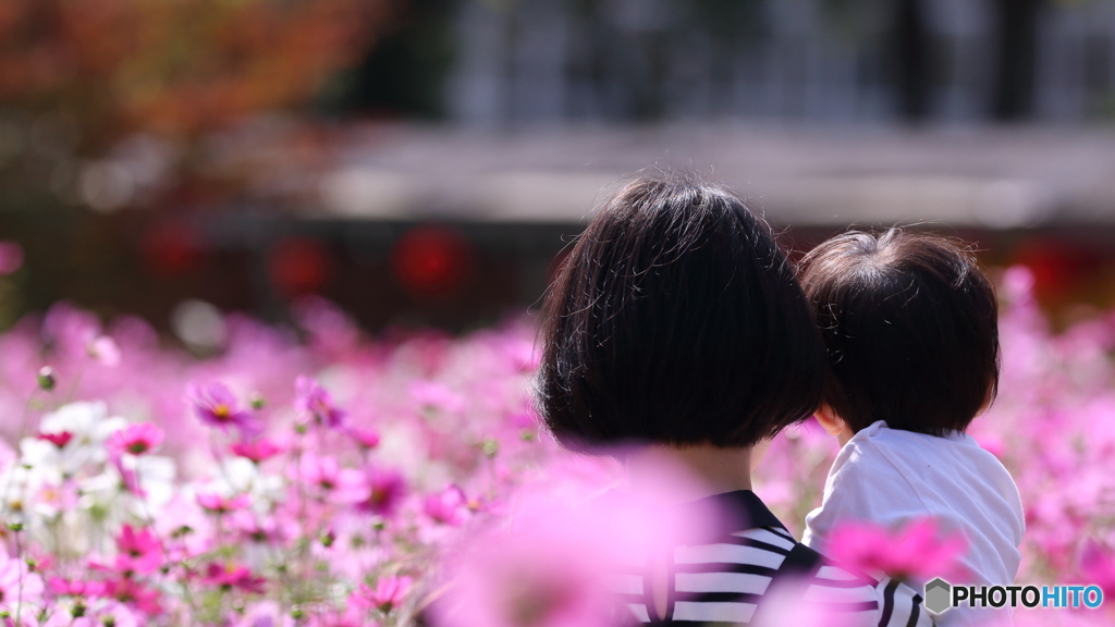 ファインダーの中の劇場　～コスモス秋物語2019 in 広島市植物公園～