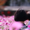 ファインダーの中の劇場　～コスモス秋物語2019 in 広島市植物公園～