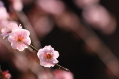 薄紅色の君
