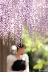 花のような人　～定番の藤すだれ～
