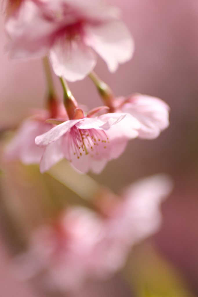 河津桜ふわり